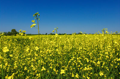 Scenic view of oilseed rape field against clear blue sky