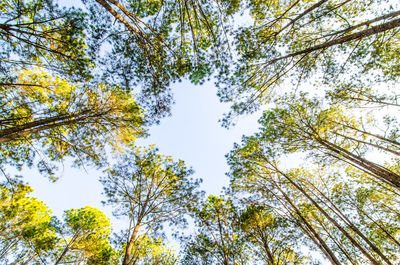 Low angle view of trees against sky