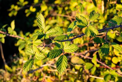 Close-up of green leaves on tree