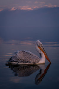 Pelican swimming in lake