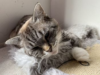 Close-up of a cat sleeping