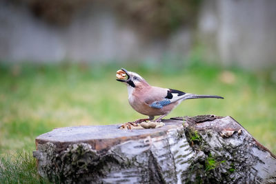 Close-up of jay bird perching on rock