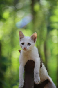 Portrait of white cat on outdoors