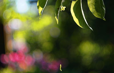 Close-up of tree against blurred background