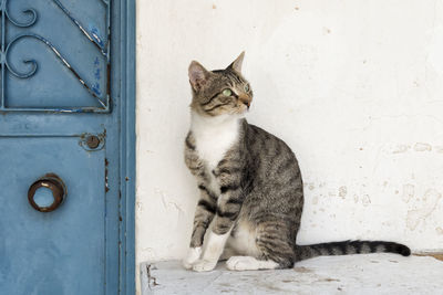 Portrait of cat sitting on wall