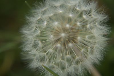 Close-up of dandelion on plant