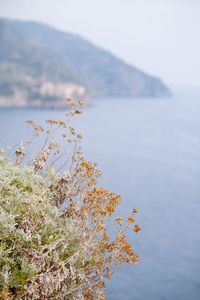 Close-up of tree by sea against sky