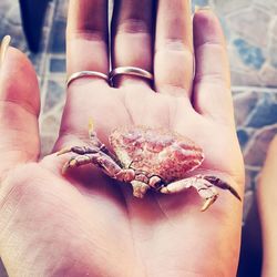 High angle view of brown crab on human palm