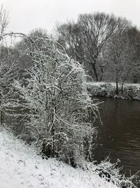 Bare trees on snow covered landscape