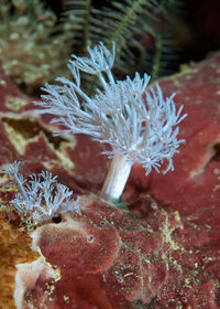 Close-up of frozen coral in sea