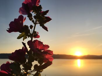 Close-up of flowers against sky during sunset