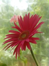 Close-up of red flower