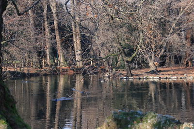 Scenic view of lake in forest