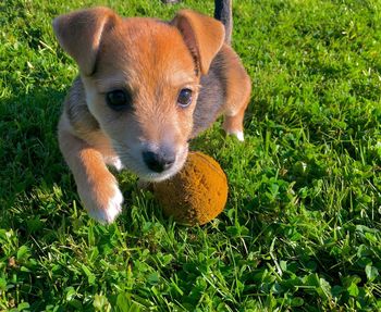 Portrait of puppy on grass