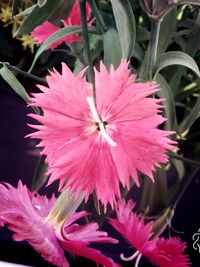 Close-up of pink flowers blooming outdoors