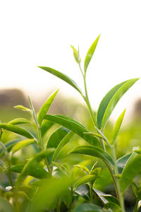 Close-up of fresh green plant