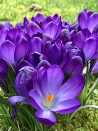 Close-up of purple crocus flowers