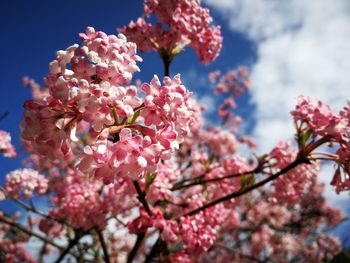 Low angle view of cherry blossoms against sky