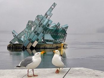 Seagulls perching on a beach