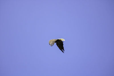 Low angle view of eagle flying in sky