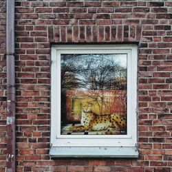 Close-up of window on brick wall