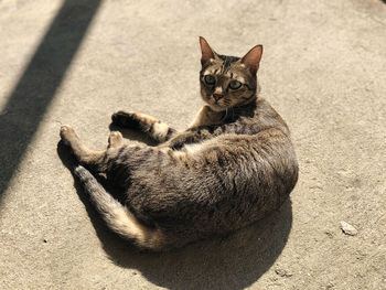 High angle view of a cat