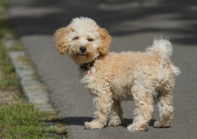 Dog looking away