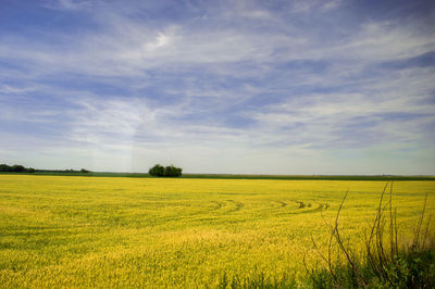 Scenic view of field against sky