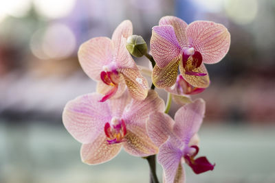 Close-up of pink orchids blooming outdoors