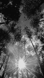 Low angle view of sunlight streaming through trees