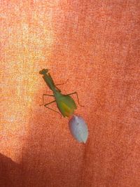 Close-up of insect on leaf