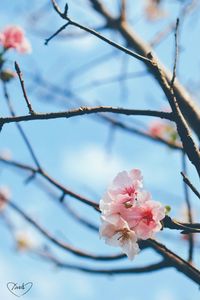 Close-up of cherry blossoms in spring