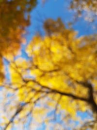 Low angle view of yellow tree