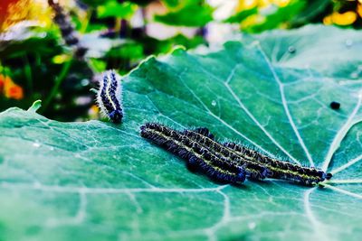 Close-up of insect on leaf