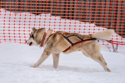 View of a dog on snow covered field