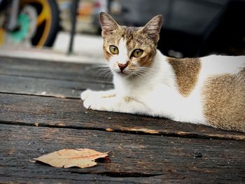 Portrait of cat on wood