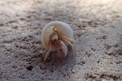 Close-up of a shell on beach