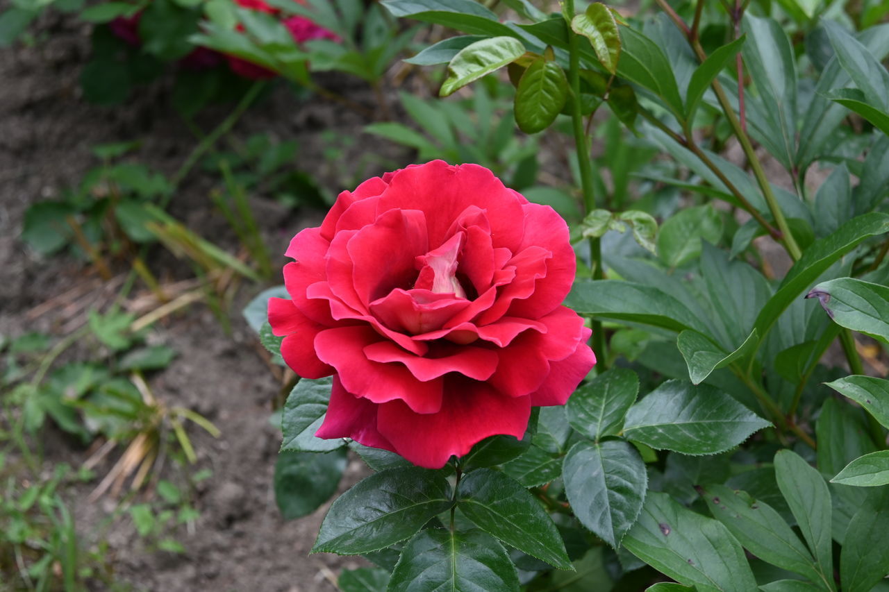 flower, flowering plant, plant, beauty in nature, plant part, leaf, freshness, petal, nature, red, inflorescence, flower head, rose, close-up, growth, fragility, no people, green, garden roses, pink, outdoors, garden, day, high angle view, multi colored