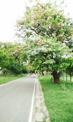 Road passing through trees