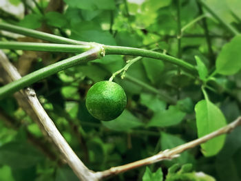 Close-up of fruit growing on tree