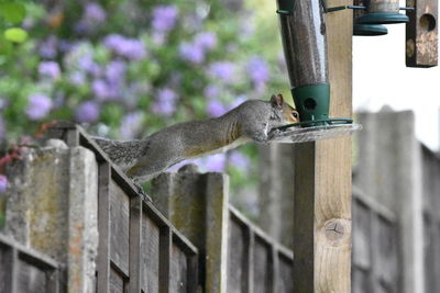 Squirrel on wooden post