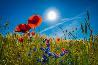 Close-up of red poppy flowers on field against blue sky