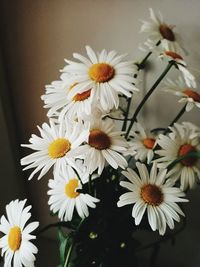 Close-up of white daisy flowers