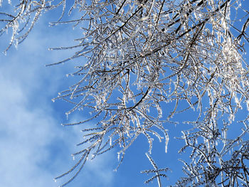 Low angle view of frozen tree against sky