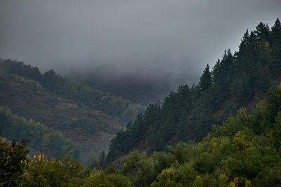 Scenic view of forest against sky