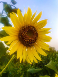 Close-up of fresh sunflower blooming against sky