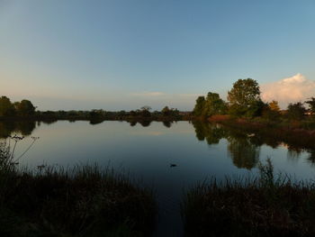 Reflection of trees in calm lake