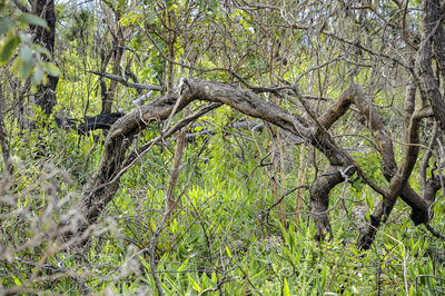 View of trees in forest