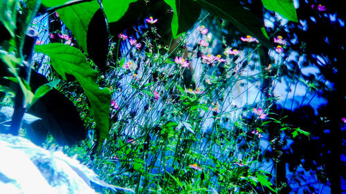 Low angle view of plants