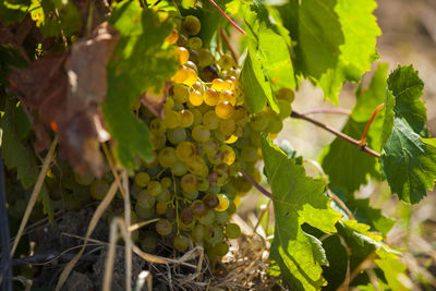 Close-up of grapes growing on tree